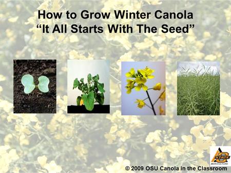 How to Grow Winter Canola “It All Starts With The Seed” © 2009 OSU Canola in the Classroom.