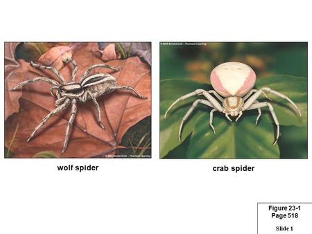 wolf spider crab spider