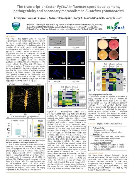 Abstract We deleted the FgStuA gene in Fusarium graminearum and demonstrate its involvement in spore development, pathogenicity and secondary metabolism.