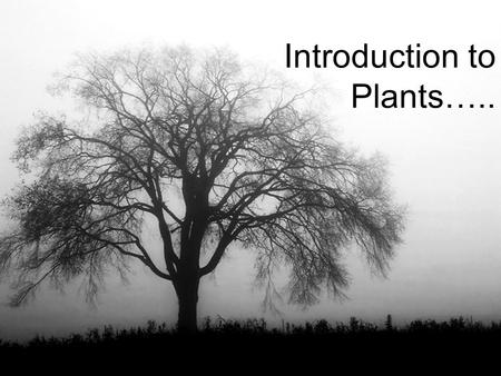 Introduction to Plants…..