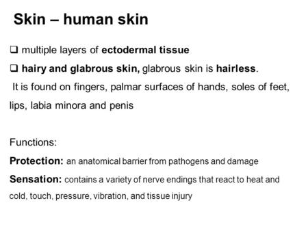 Skin – human skin  multiple layers of ectodermal tissue  hairy and glabrous skin, glabrous skin is hairless. It is found on fingers, palmar surfaces.