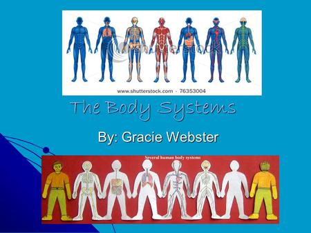 By: Gracie Webster The Body Systems. Introduction In this slide show I will point out the main functions of the body systems and how they all work together.