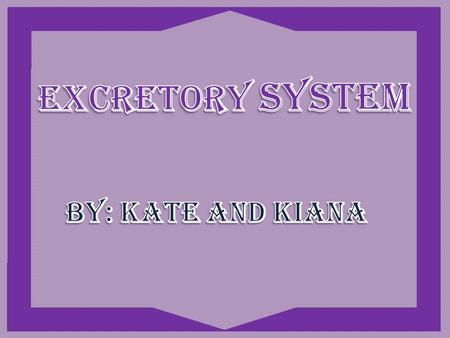 The structures: kidney, ureter, bladder, and urethra.