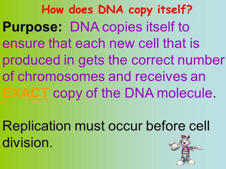 Replication must occur before cell division.