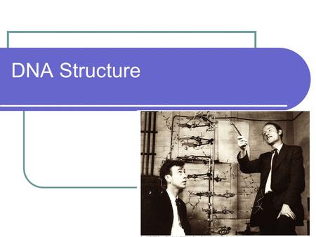 DNA Structure.