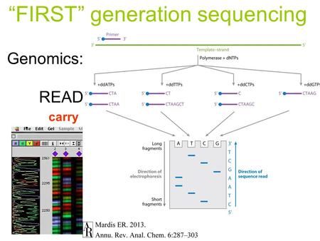 Genomics: READING genome sequences ASSEMBLY of the sequence ANNOTATION of the sequence carry out dideoxy sequencing connect seqs. to make whole chromosomes.