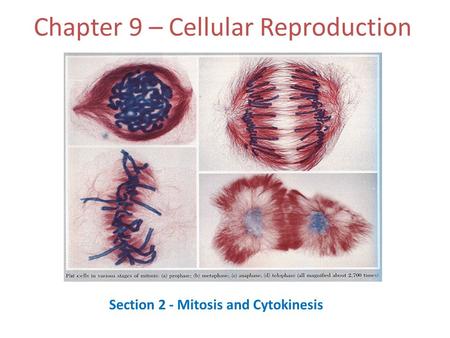 Chapter 9 – Cellular Reproduction