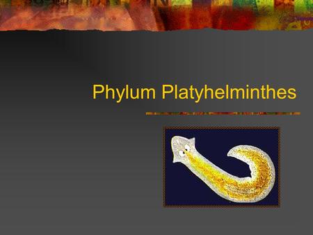 Phylum Platyhelminthes