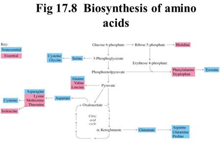 Fig 17.8 Biosynthesis of amino acids