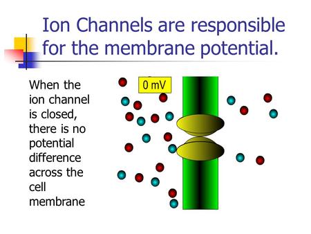 Ion Channels are responsible for the membrane potential. When the ion channel is closed, there is no potential difference across the cell membrane.