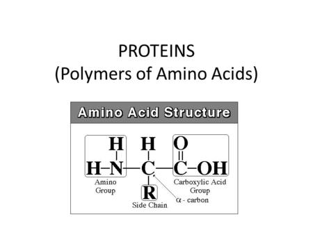 PROTEINS (Polymers of Amino Acids)