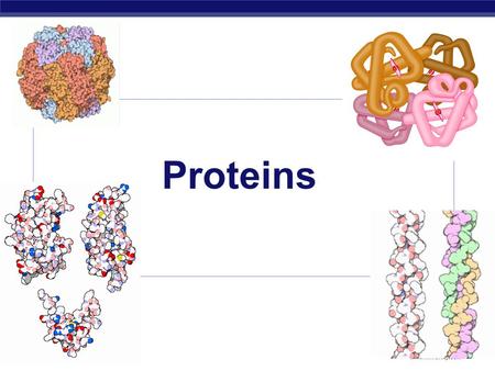 MCC BP Based on work by K. Foglia www.kimunity.com Proteins.