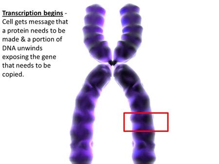 Transcription begins - Cell gets message that a protein needs to be made & a portion of DNA unwinds exposing the gene that needs to be copied.