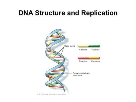 DNA Structure and Replication. Frederick Griffith (1927) showed that avirulent strains of Diplococcus pneumoniae could be transformed to virulence.