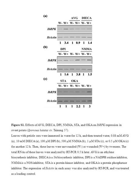 Figure S1. Effects of AVG, DIECA, DPI, NMMA, STA, and OKA on IbRPK expression in sweet potato (Ipomoea batatas cv. Tainung 57). Leaves with petiole cuts.