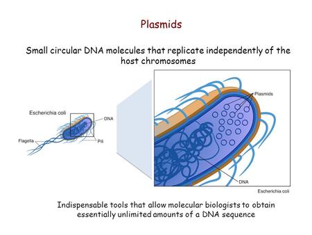 Plasmids Indispensable tools that allow molecular biologists to obtain essentially unlimited amounts of a DNA sequence Small circular DNA molecules that.