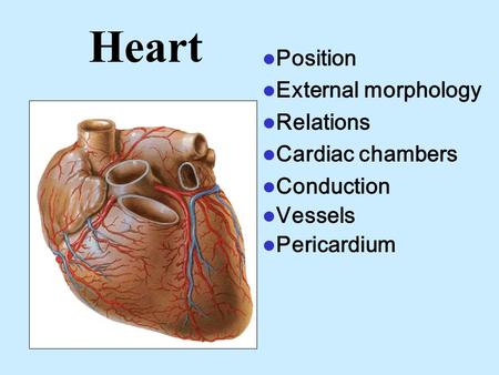 Heart Position External morphology Relations Cardiac chambers