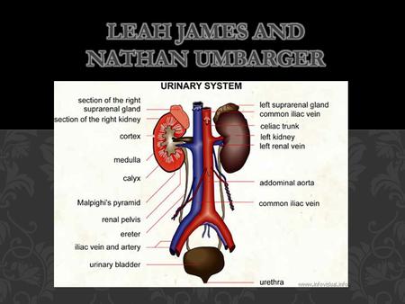 Bean shape structures behind abdominal wall that are 4-5 inches long Three main regions: cortex, medulla, and sinus The cortex and medulla contain nephrons.