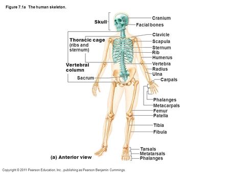 Figure 7.1a The human skeleton.