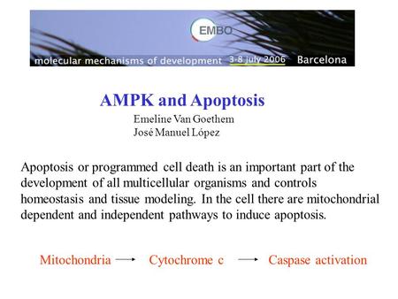 AMPK and Apoptosis Emeline Van Goethem José Manuel López Apoptosis or programmed cell death is an important part of the development of all multicellular.