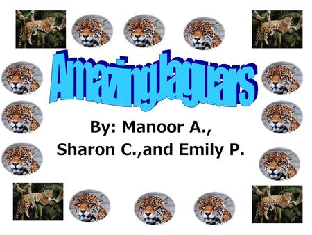 By: Manoor A., Sharon C.,and Emily P. Jaguars mostly live in rain forests. When cubs are born they are blind. Jaguars give birth to cubs at the age of.