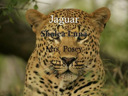 Jaguar. Jaguar Panthera Onca Interesting facts They are strong swimmers and climbers. Requires large areas of tropical rainforest and stretches of river.