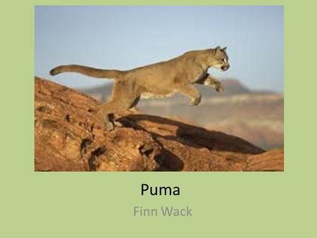 Puma Finn Wack. Classification and Description Felis Concolour Mammal; Felidae Size 1.5-2.75 tall; 5-9ft long 64-198 lbs. Gray, brown, tan, furry; spotted.