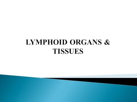  The thymus and bone marrow are the primary lymphoid organs in mammals.  T and B lymphocytes with diverse antigen receptors are produced in these organs.