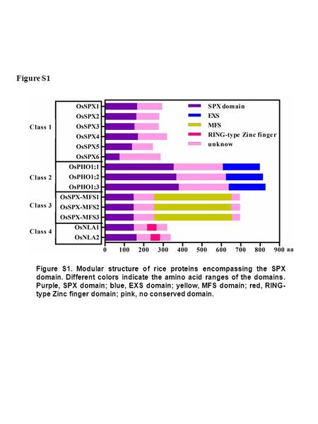 Figure S1 Figure S1. Modular structure of rice proteins encompassing the SPX domain. Different colors indicate the amino acid ranges of the domains. Purple,