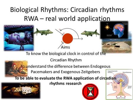 Biological Rhythms: Circadian rhythms RWA – real world application Aims To know the biological clock in control of the Circadian Rhythm To understand the.