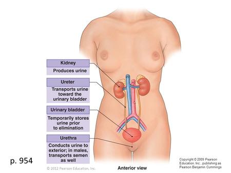 P. 954 Copyright © 2009 Pearson Education, Inc., publishing as Pearson Benjamin Cummings © 2012 Pearson Education, Inc.