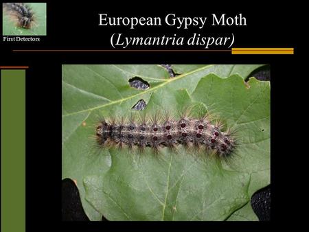 First Detectors European Gypsy Moth (Lymantria dispar)