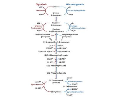 Pyruvate Carboxylase Reversing the final steps.