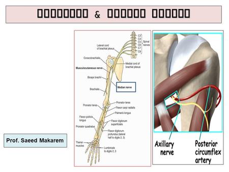 Axillary & Median Nerves