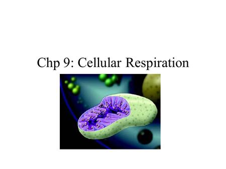 Chp 9: Cellular Respiration. Figure 9-01 LE 9-2 ECOSYSTEM Light energy Photosynthesis in chloroplasts Cellular respiration in mitochondria Organic molecules.