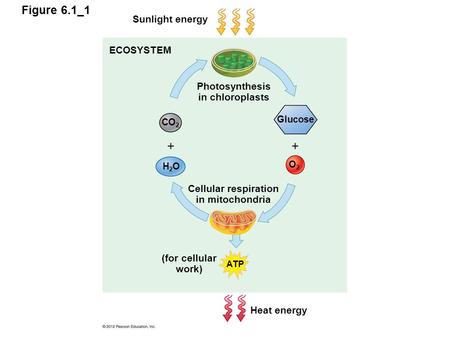 Photosynthesis in chloroplasts Cellular respiration in mitochondria