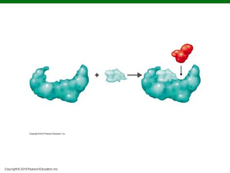 Copyright © 2010 Pearson Education, Inc.. Figure 5.4a The Mechanism of Enzymatic Action.