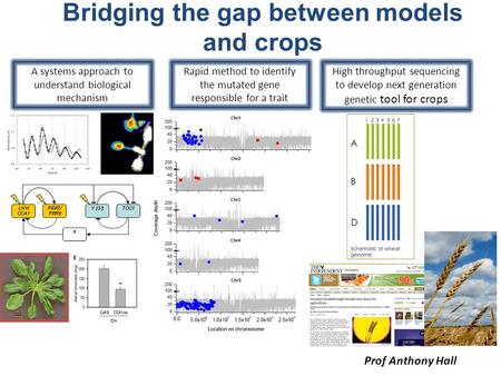 Rapid method to identify the mutated gene responsible for a trait A systems approach to understand biological mechanism High throughput sequencing to develop.