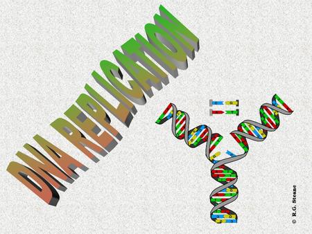 Reproduction requires life to replicate its DNA. DNA replication DNA replication is the process in which one DNA strand becomes two.