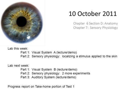 10 October 2011 Chapter 6 Section D: Anatomy Chapter 7: Sensory Physiology Lab this week: Part 1: Visual System A (lecture/demo) Part 2: Sensory physiology: