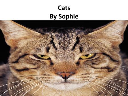 Cats By Sophie. Table of Contents Introduction…………………………………….Page 3 Chapter 1:Taking Care Of A Cat………..Page 4 Chapter 2:Grooming………………………..Page 5 Chapter.