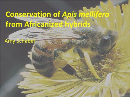 Conservation of Apis mellifera from Africanized hybrids Amy Schabel.