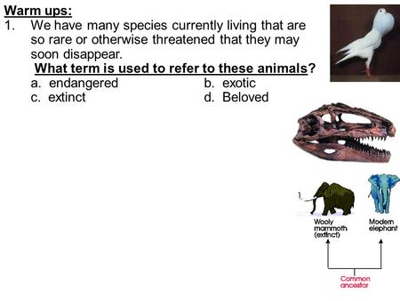 Warm ups: 1.We have many species currently living that are so rare or otherwise threatened that they may soon disappear. What term is used to refer to.