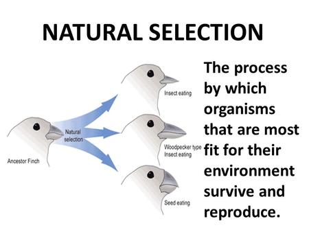 NATURAL SELECTION The process by which organisms that are most fit for their environment survive and reproduce.