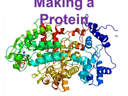 Making a Protein. Replication Replication is the process of copying DNA for new cells Steps in Replication 1)The DNA unzips 2)Free floating nitrogen bases.