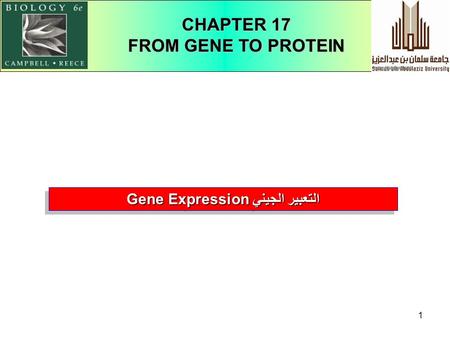 1 Gene Expression التعبير الجيني CHAPTER 17 FROM GENE TO PROTEIN.