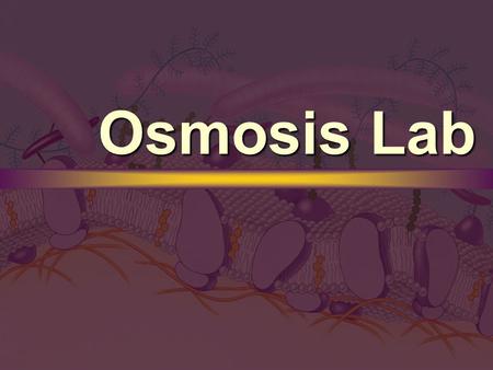 Osmosis Lab. Part A Setup: Sucrose Bags Label 3 plastic cups assigned to you. Label 3 plastic cups assigned to you. 0.0M Bag,0.4M Bag,0.8M Bag 0.0M Bag,0.4M.