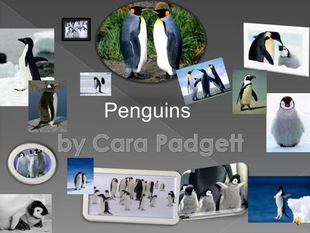 Penguins  They are:  Mammals  Fish  Reptiles  Birds  Amphibians.