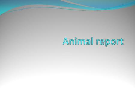 introdution What animal lives in the ocean? What animal eats meat, flesh? What animal usually is 20 feet long?