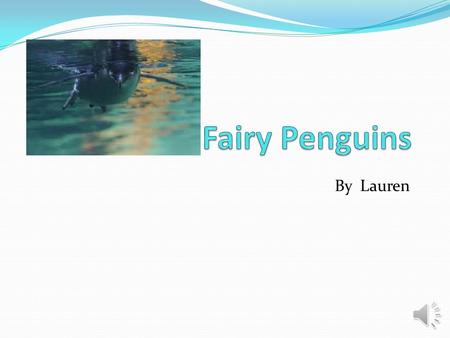 By Lauren Habitat  The Fairy penguin (also known as Little Blue), needs its surroundings to be very cold.  Fairy penguins live in the southern hemisphere.